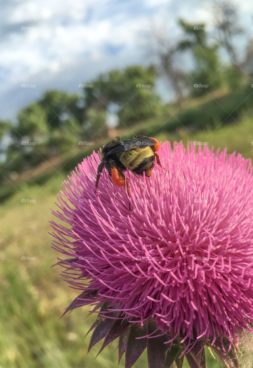Bee on flower.