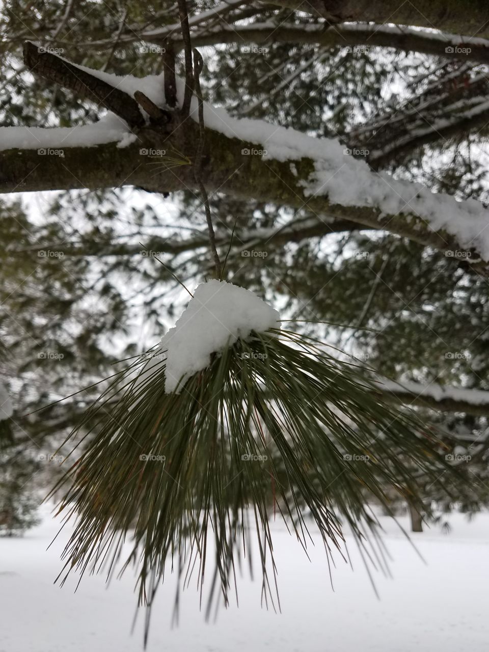 snow capped pine twig