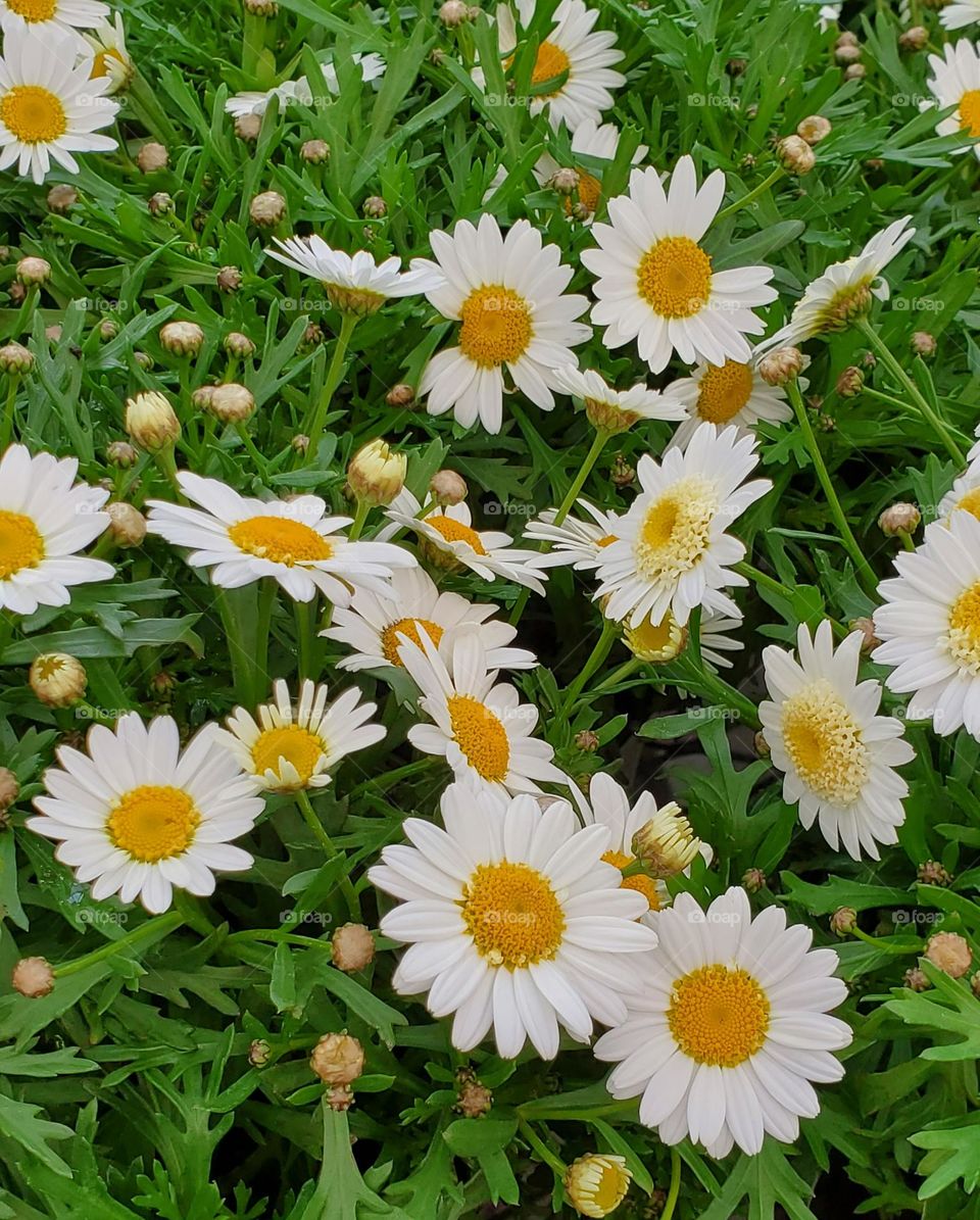 A Field of Daisies