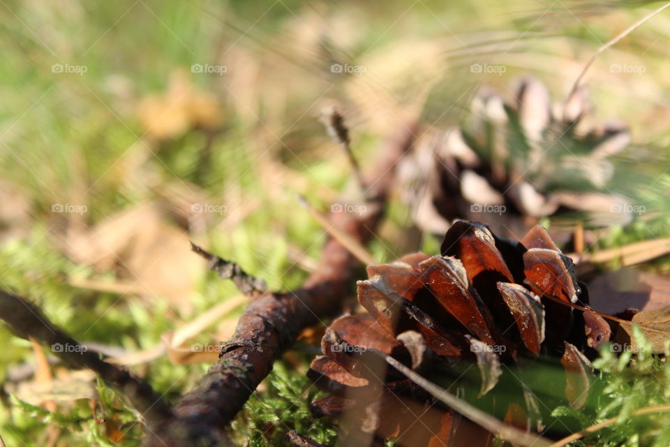 Forest poland light nature warmia mazury macro macrophotography