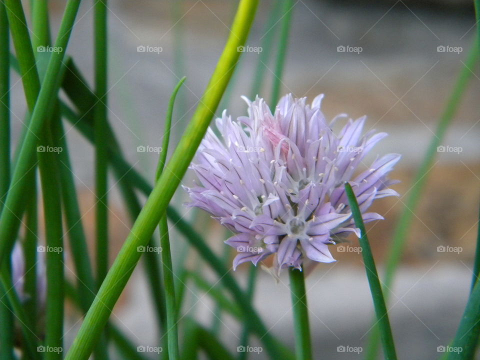 Garlic chive bloom