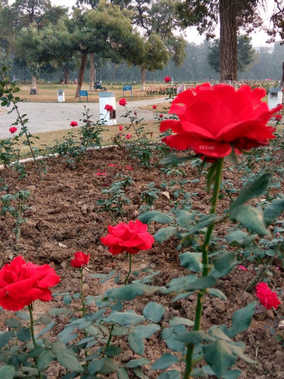 Beautiful red roses