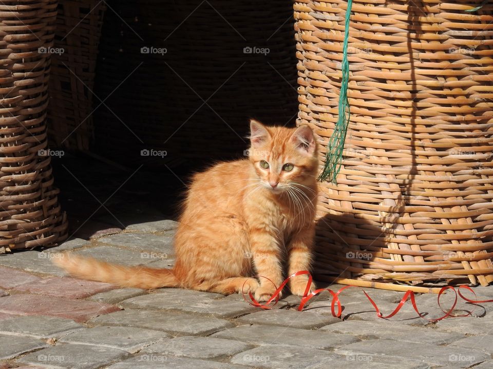 Portrait of a cat