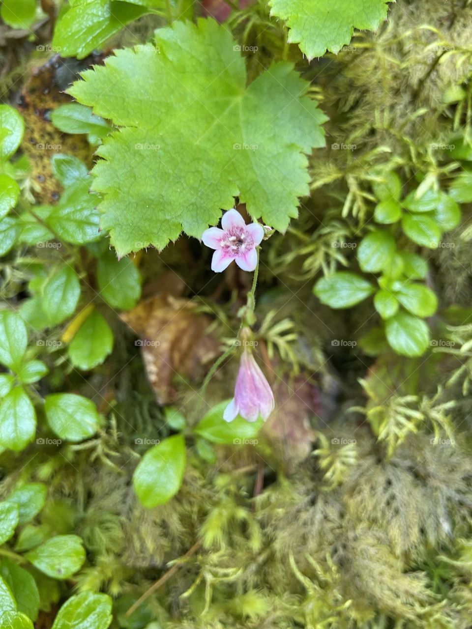 Pink drop flowers wild on the trail