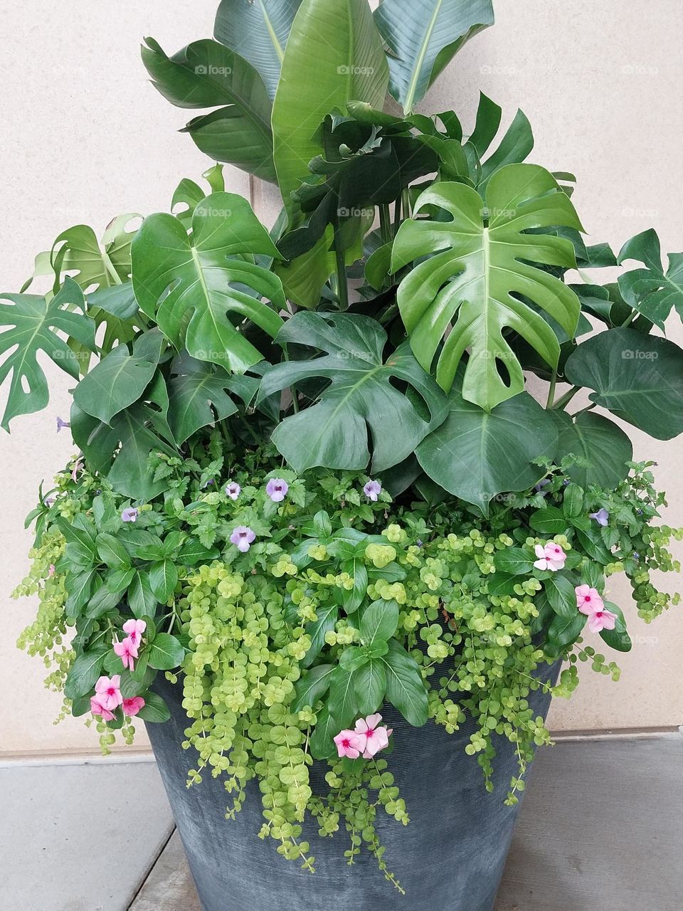 Monstera Container Garden