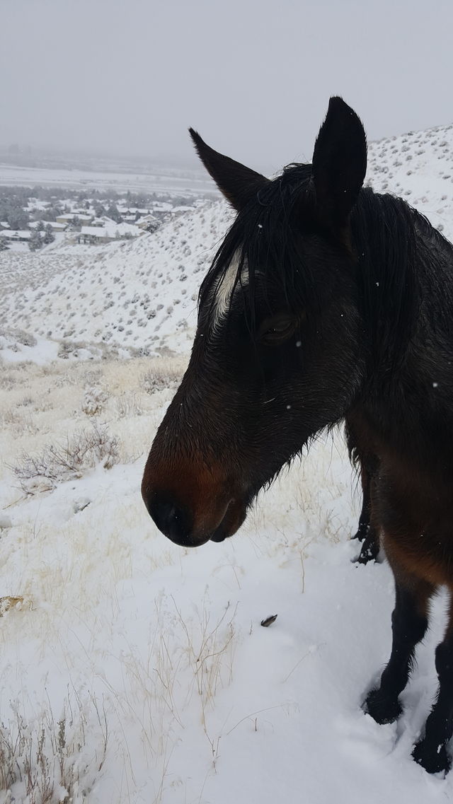 Cold Horse