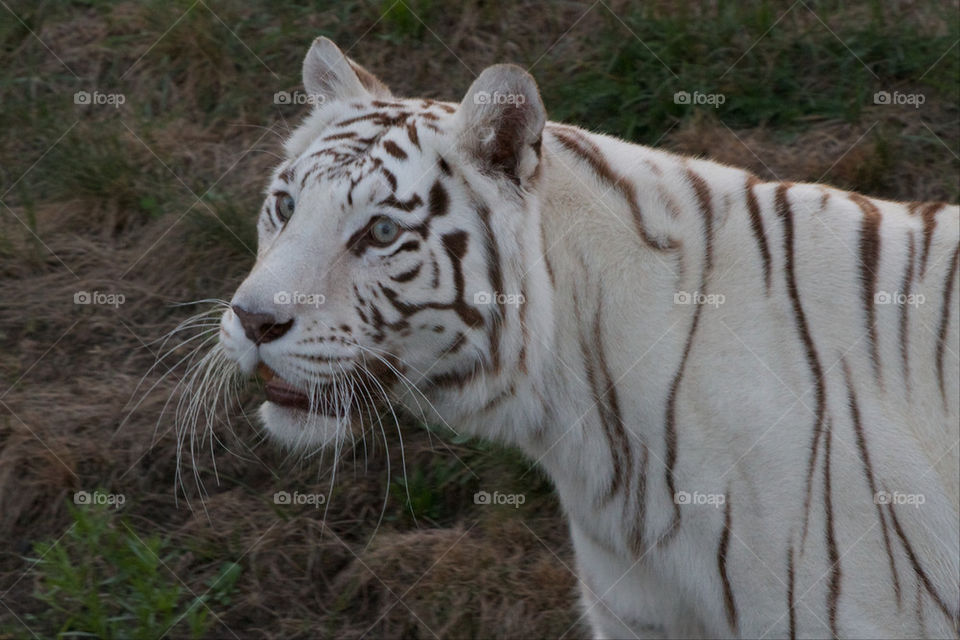 Close-up of a white tiger