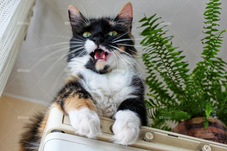 Life with pets. My three-colored cat Simona