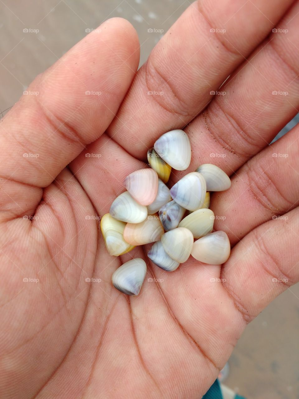 Sea  shell in my hand