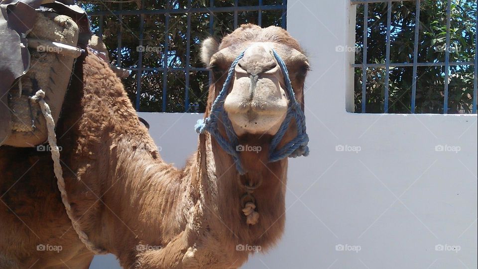 Beautiful head of brown camel.