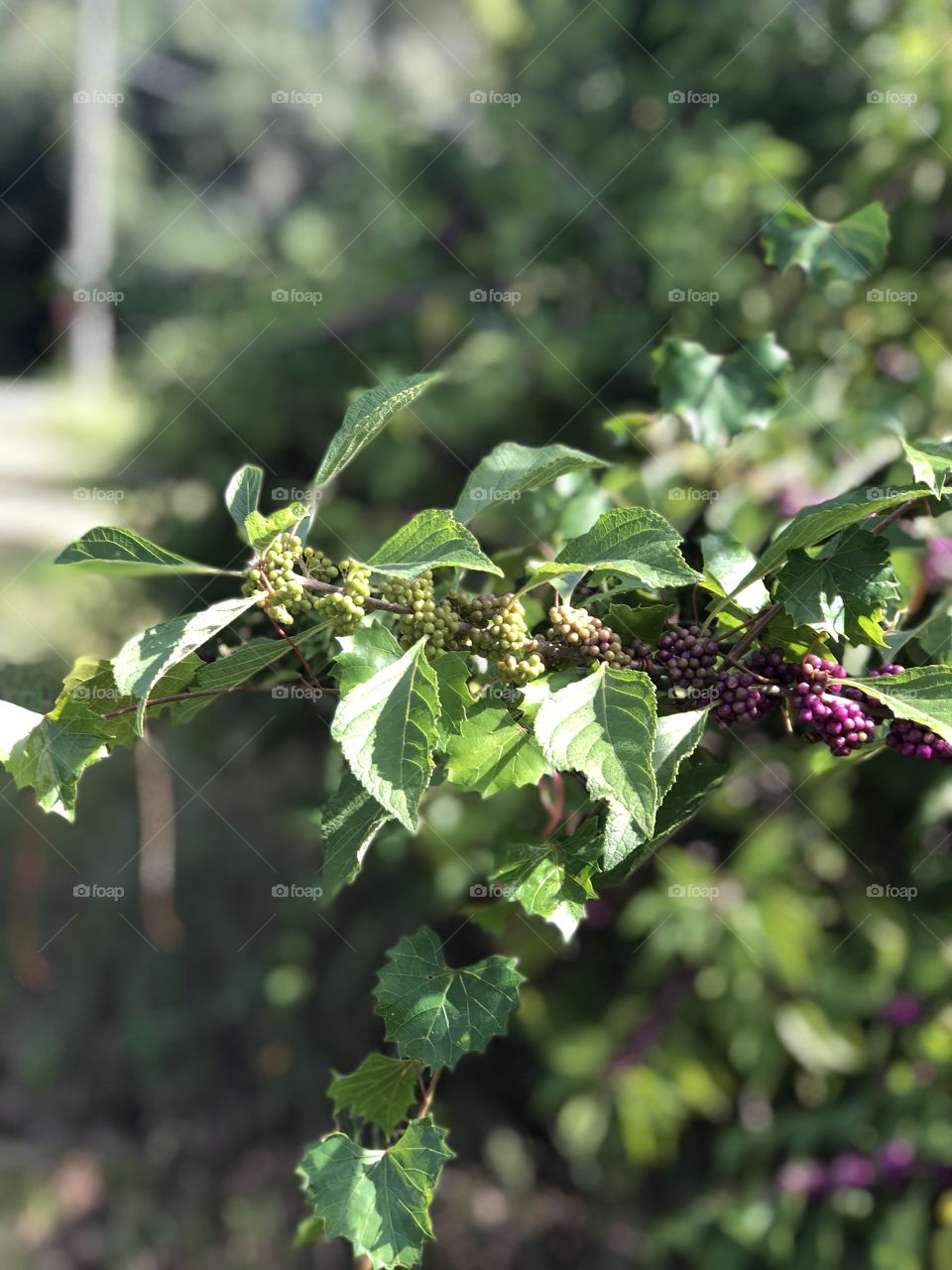 Wild berries ripening from green to purple