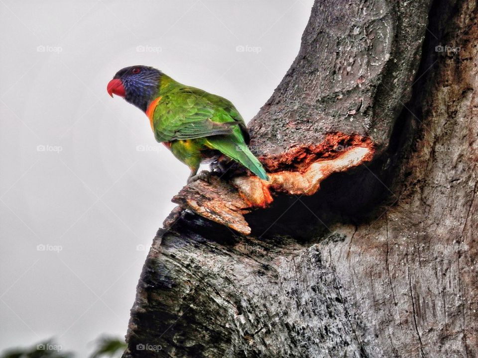 Rainbow Lorikeets