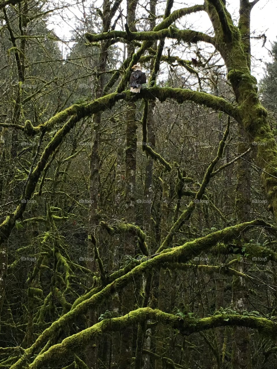 Bold eagle sitting on a tree