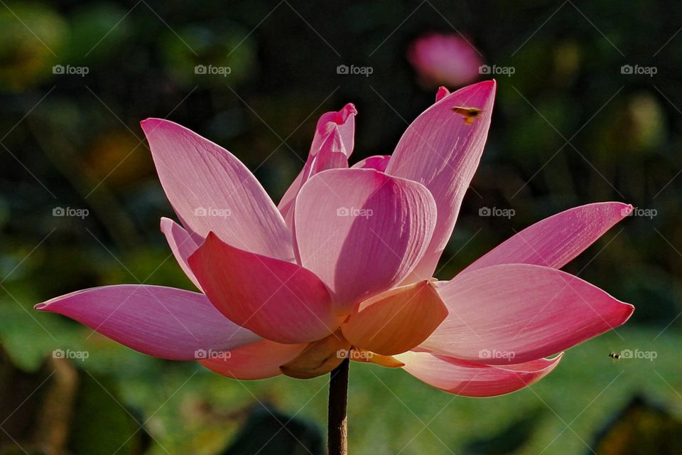 Lotus on the morning