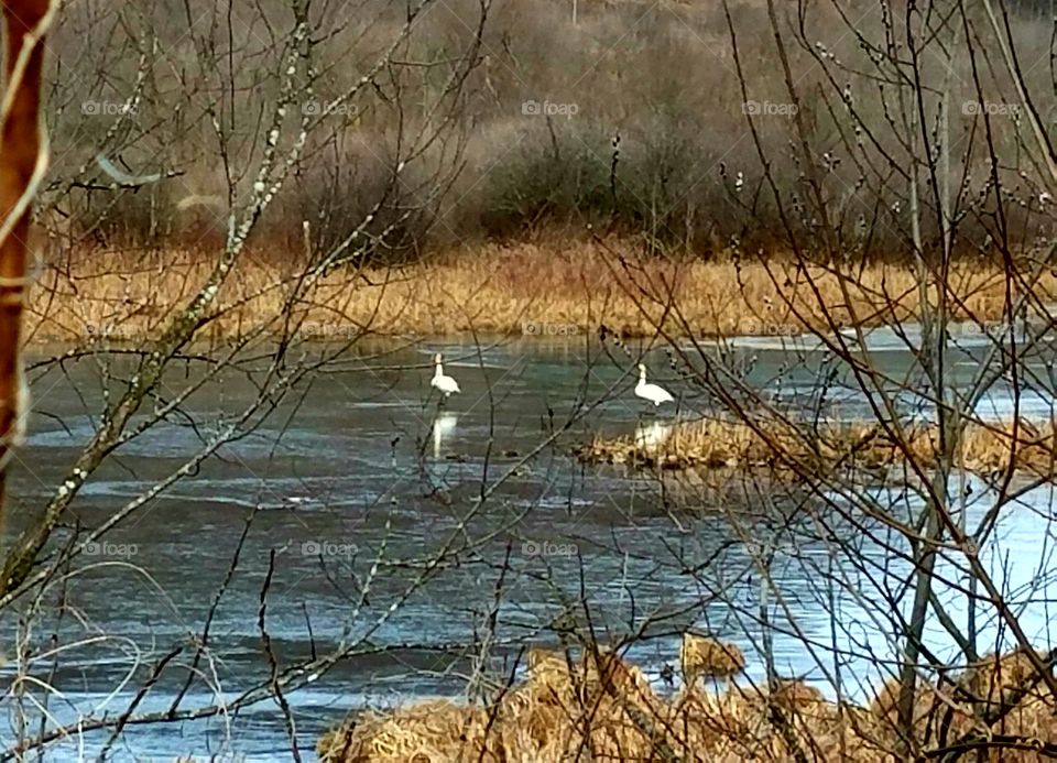 Swans on the ice