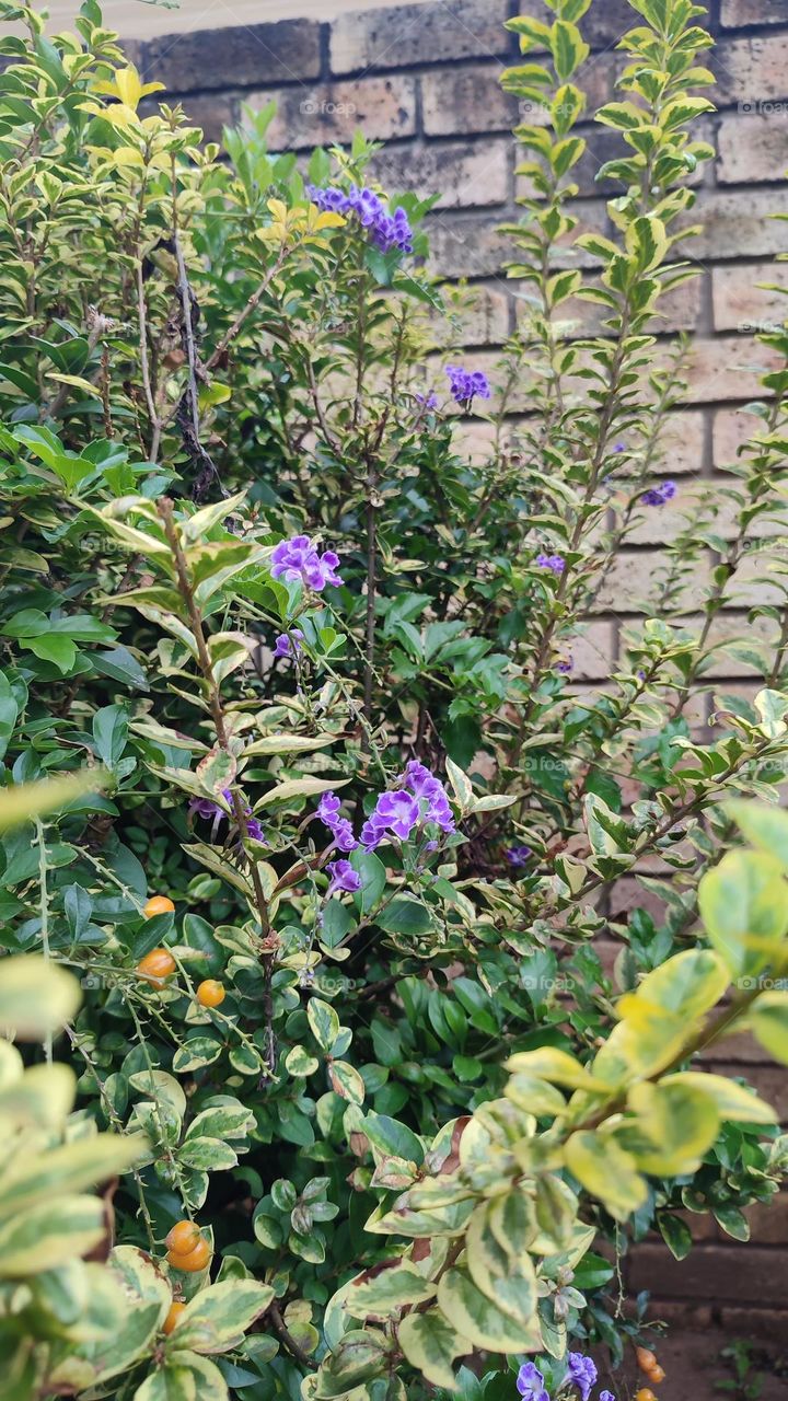 Tree, fruits and flowers