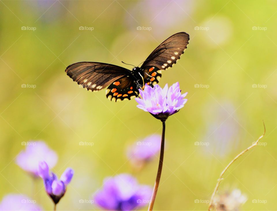 a beautiful black butterfly gathering pollen from a purple flower on a beautiful spring day