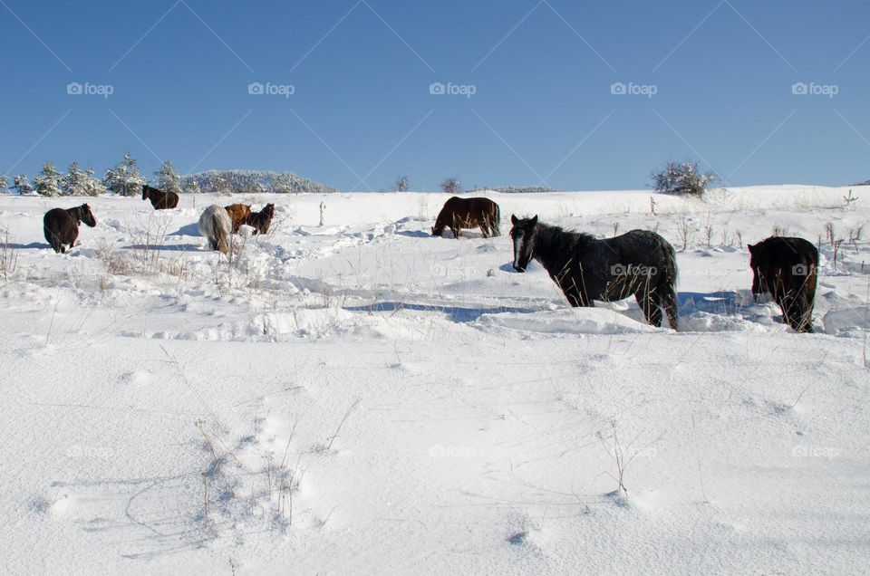 Winter landscape with many Horses