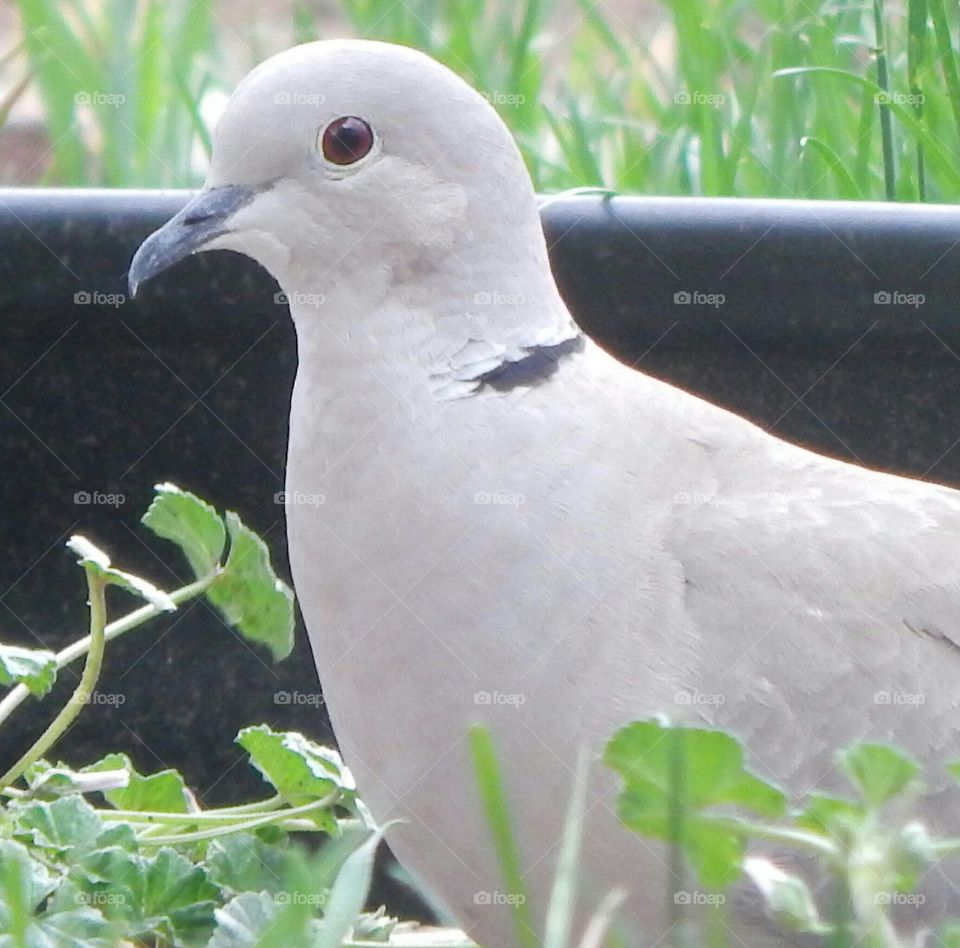 The beautiful dove searching for seeds amongst the garden.