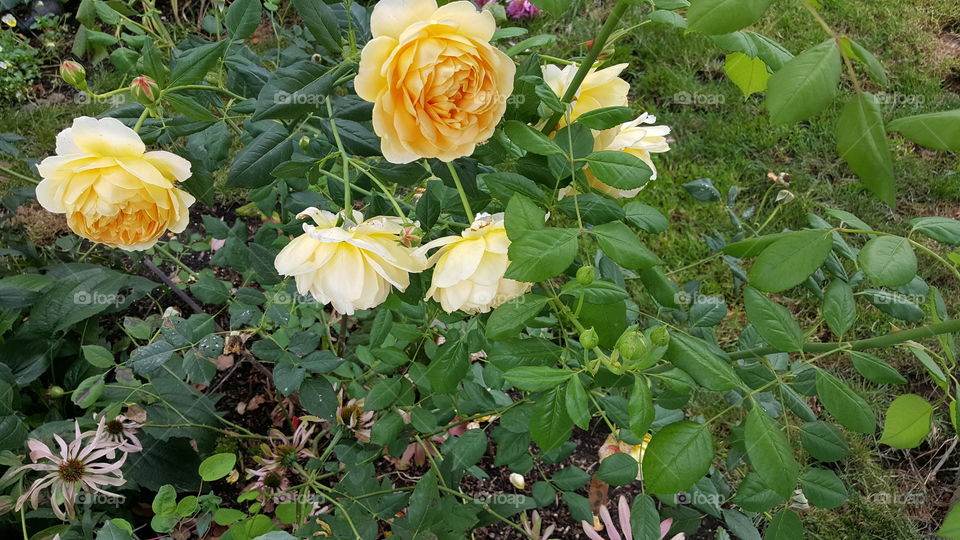 Peach Roses Bush