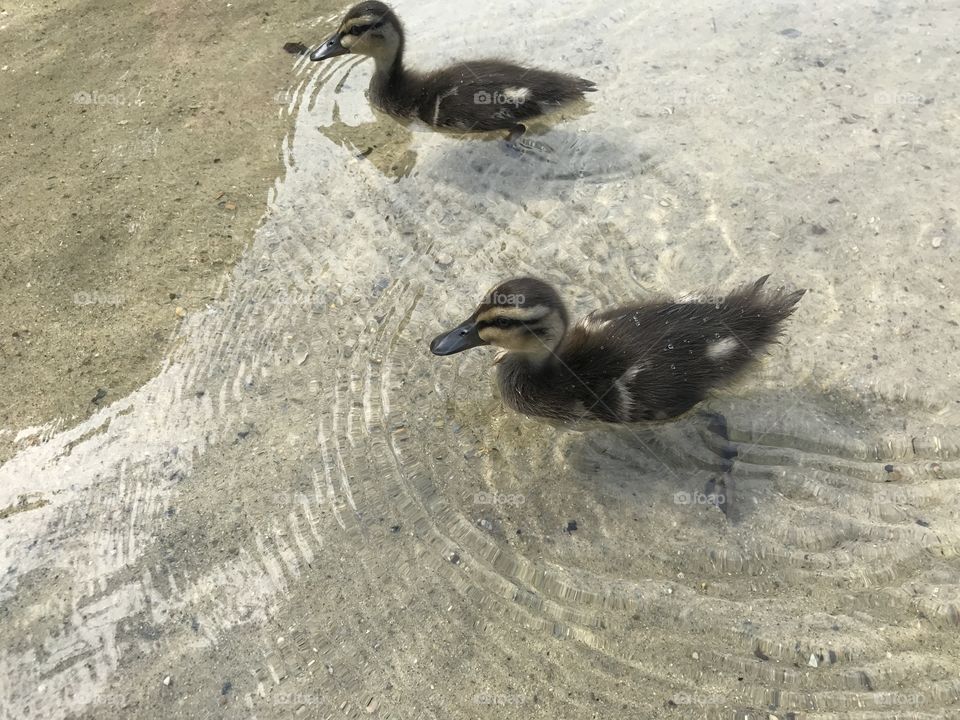 Baby ducks.
