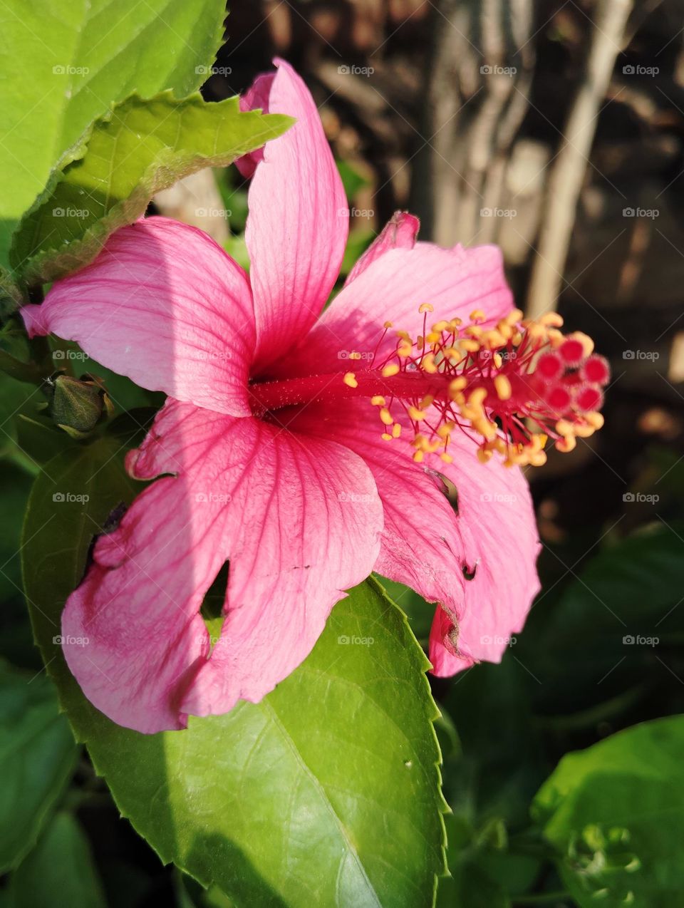 pink flower seasonal fresh shurb small size looks very beautiful generally found everywhere