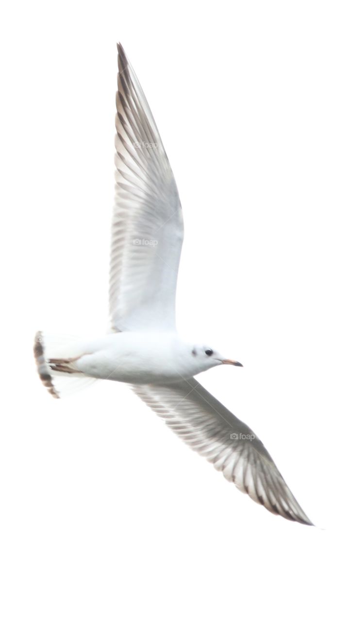 seagull