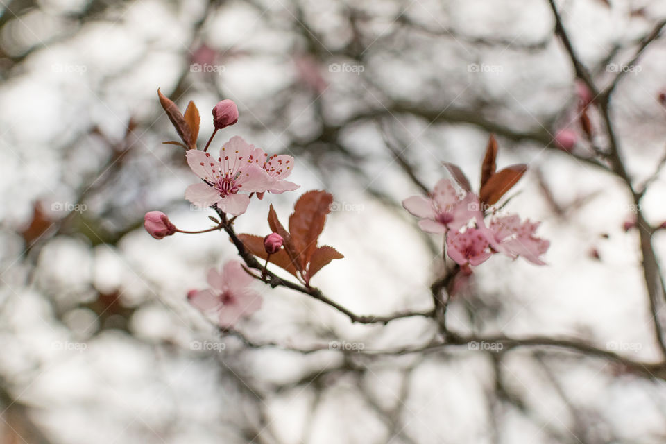 Cherry blossoms