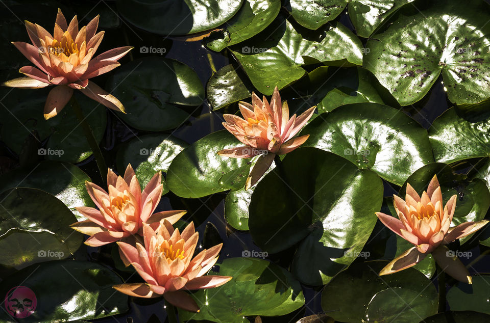 Japanese Lotus. Japanese Lotus flowers in a pond. 