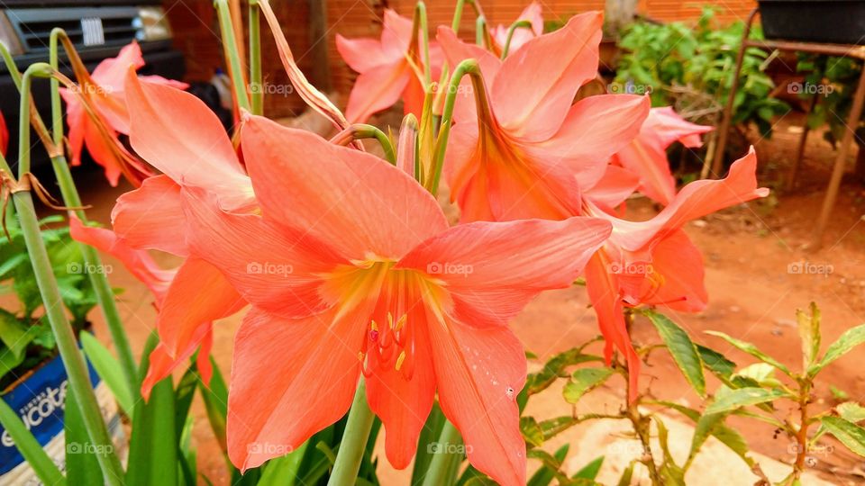 Beleza natural das flores de lírios.