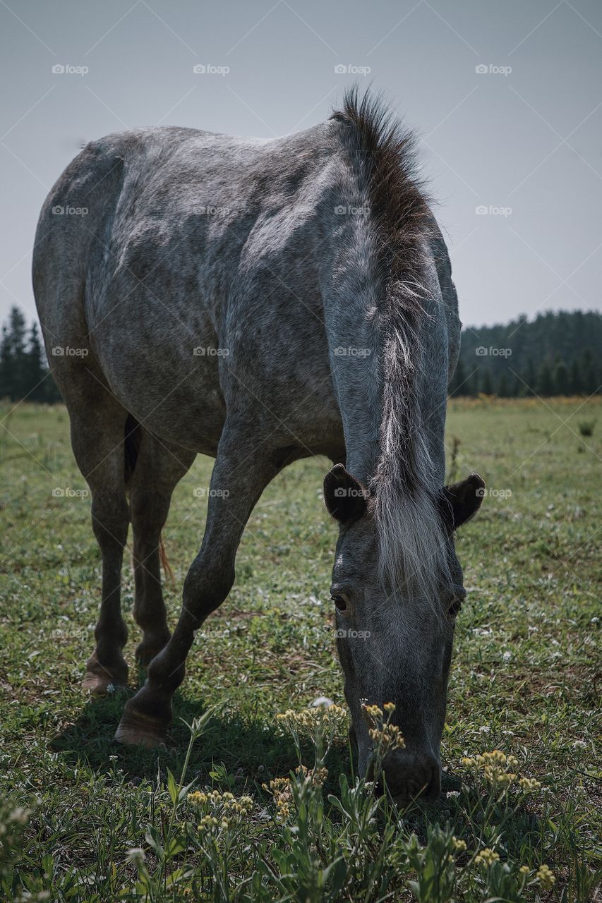 baby horse