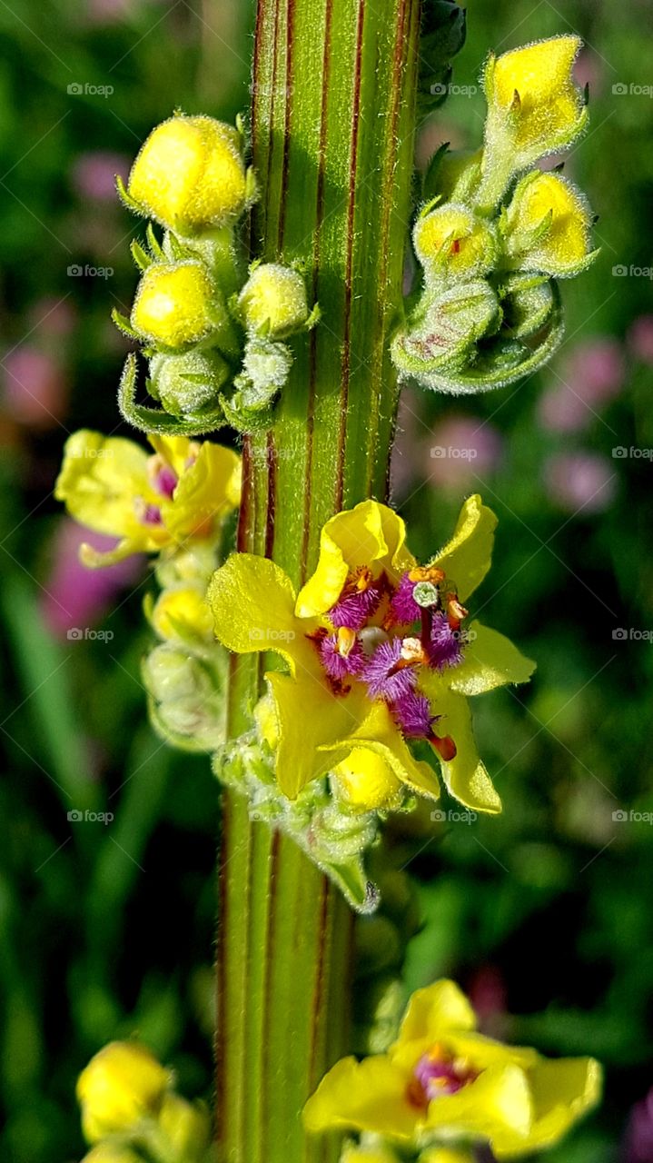 mullein
