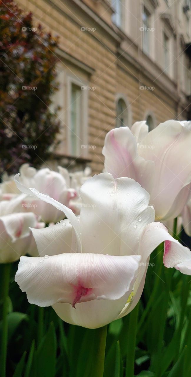 After the train ☔🌷 Tulips 🌷☔ Urban🌷☔