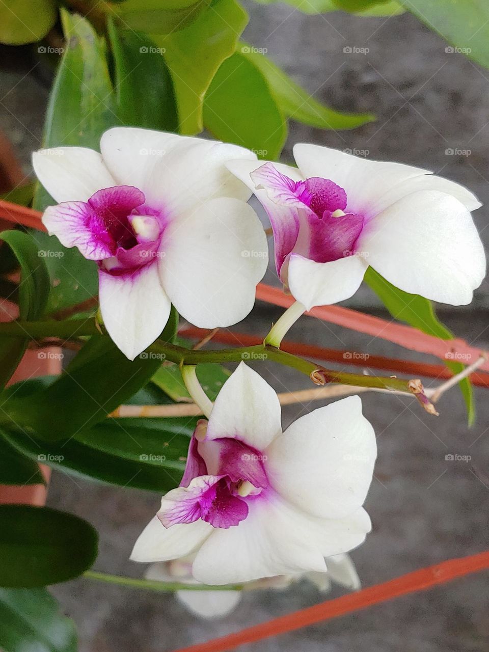 garden flowers captured