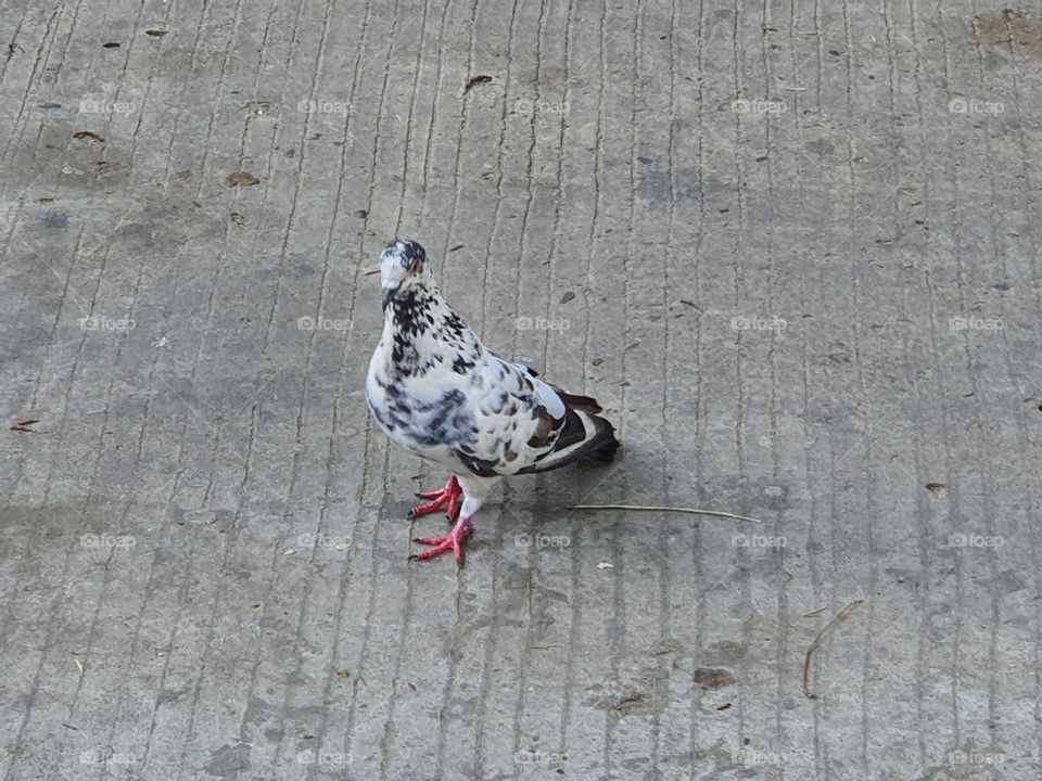 Spotty pigeon