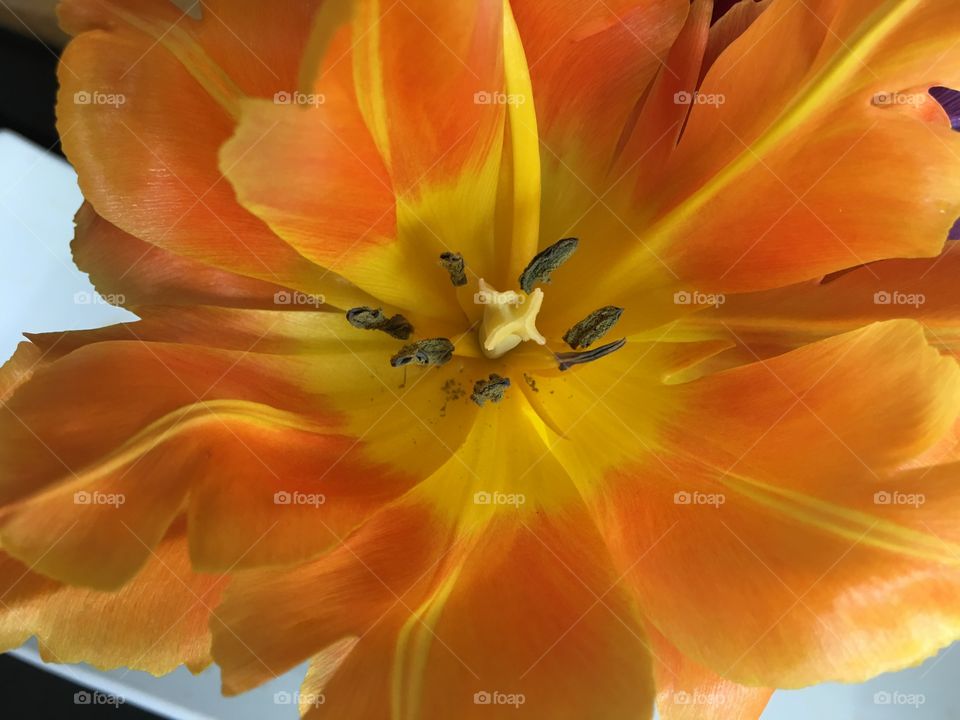 Beautiful double petal orange tulip flower head closeup detail full frame 