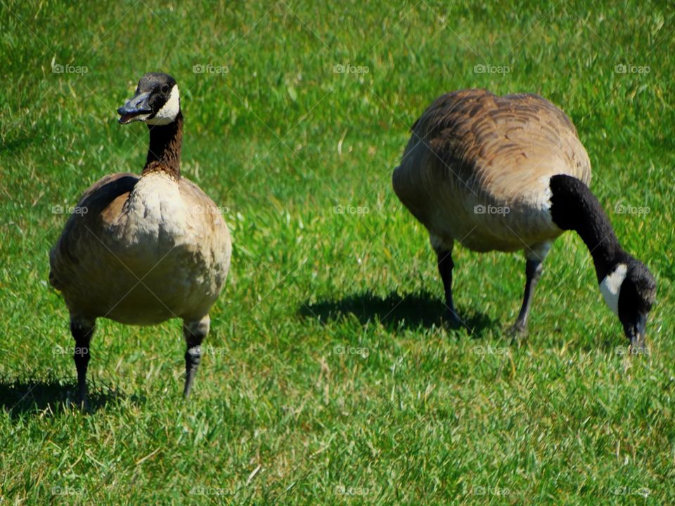 Canada Geese