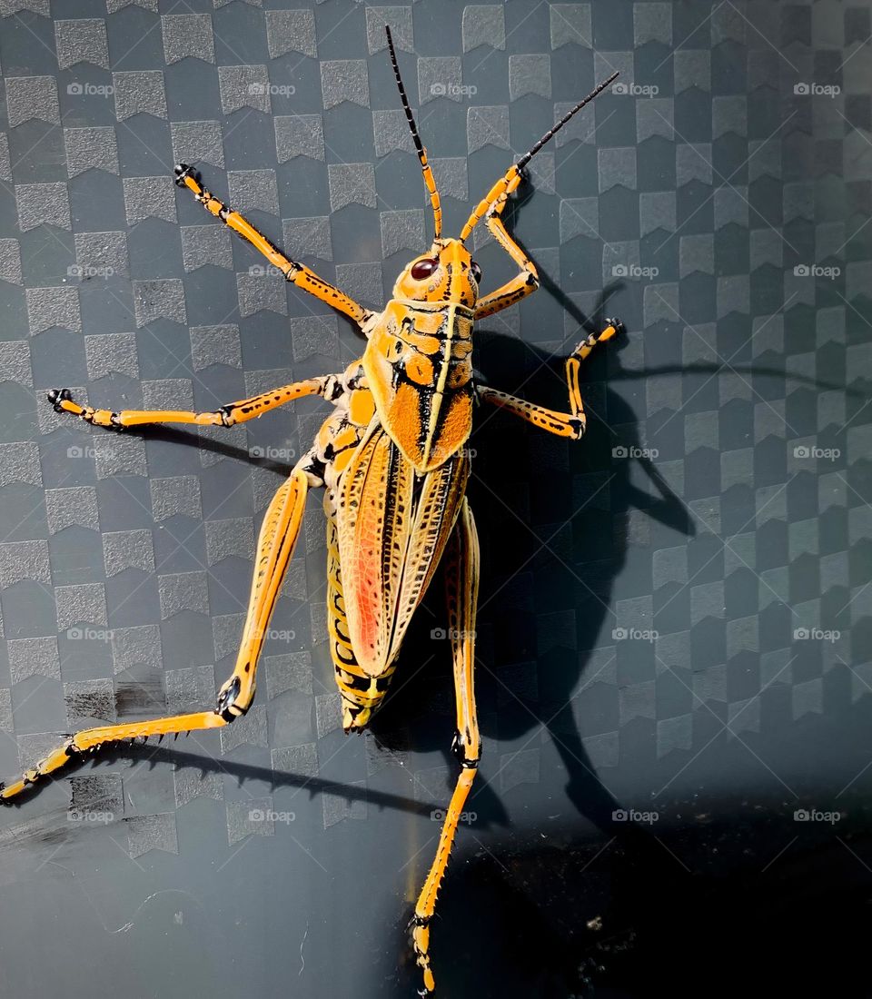 Really Big Yellow Eastern Lubber Grasshopper Hanging Out On A Black Trash Cart With Its Shadow.