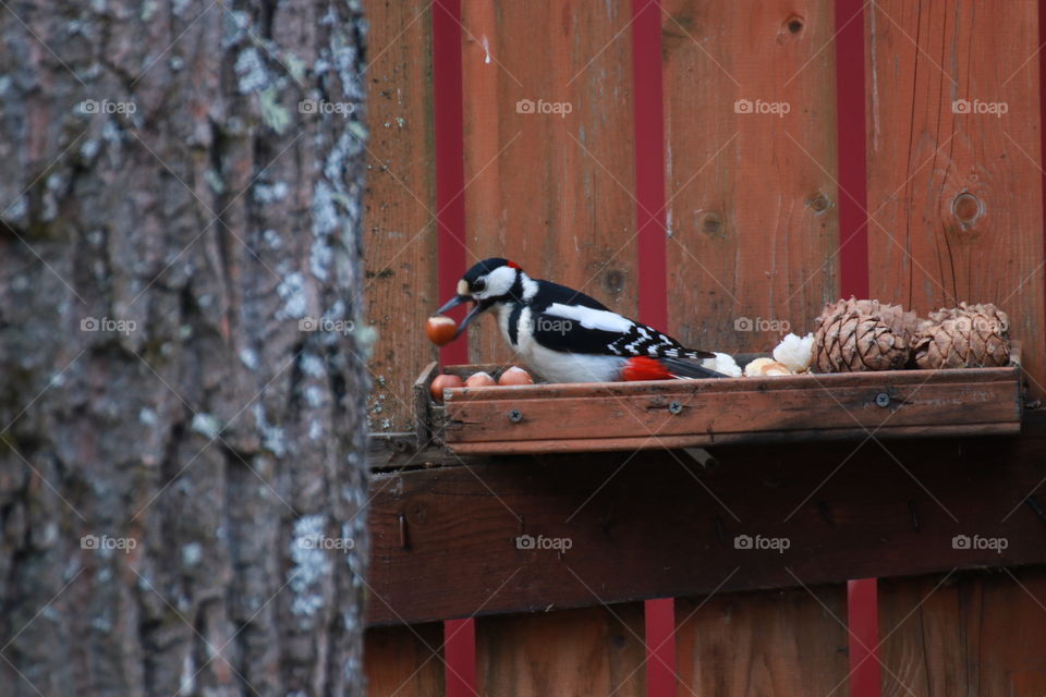 A beautiful bright woodpecker with red feathers chooses a bigger nut