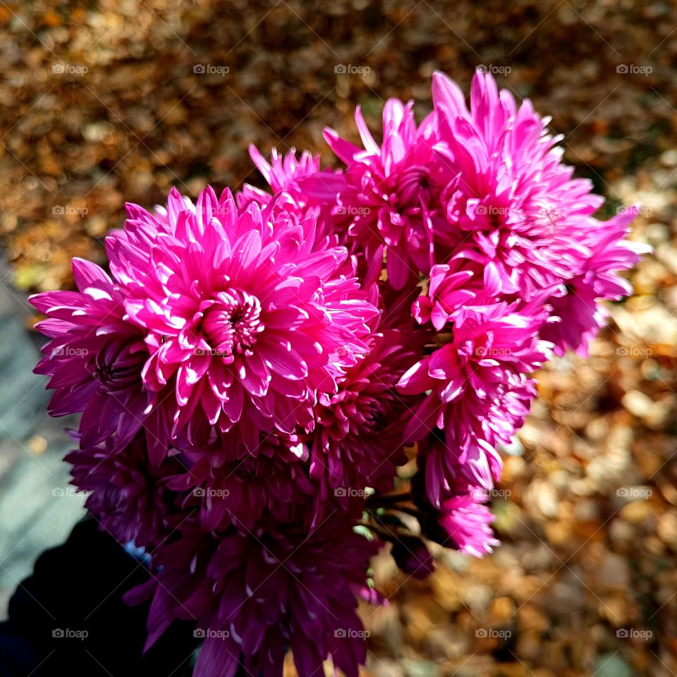 A bouquet of magical flowers. Chrysanthemums.