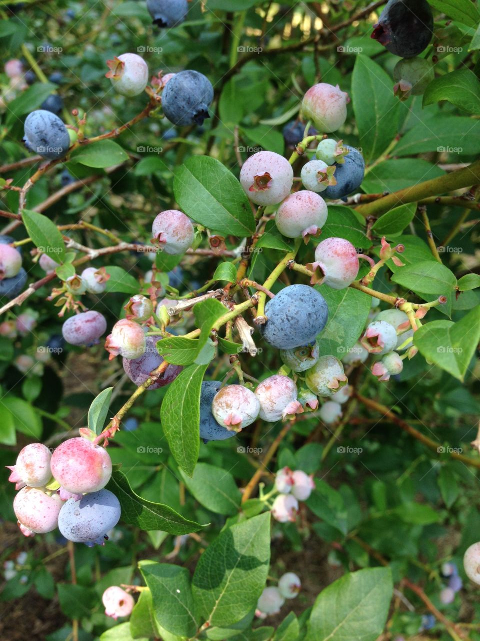 Blueberries. Taken while puck in blueberries in western Michigan