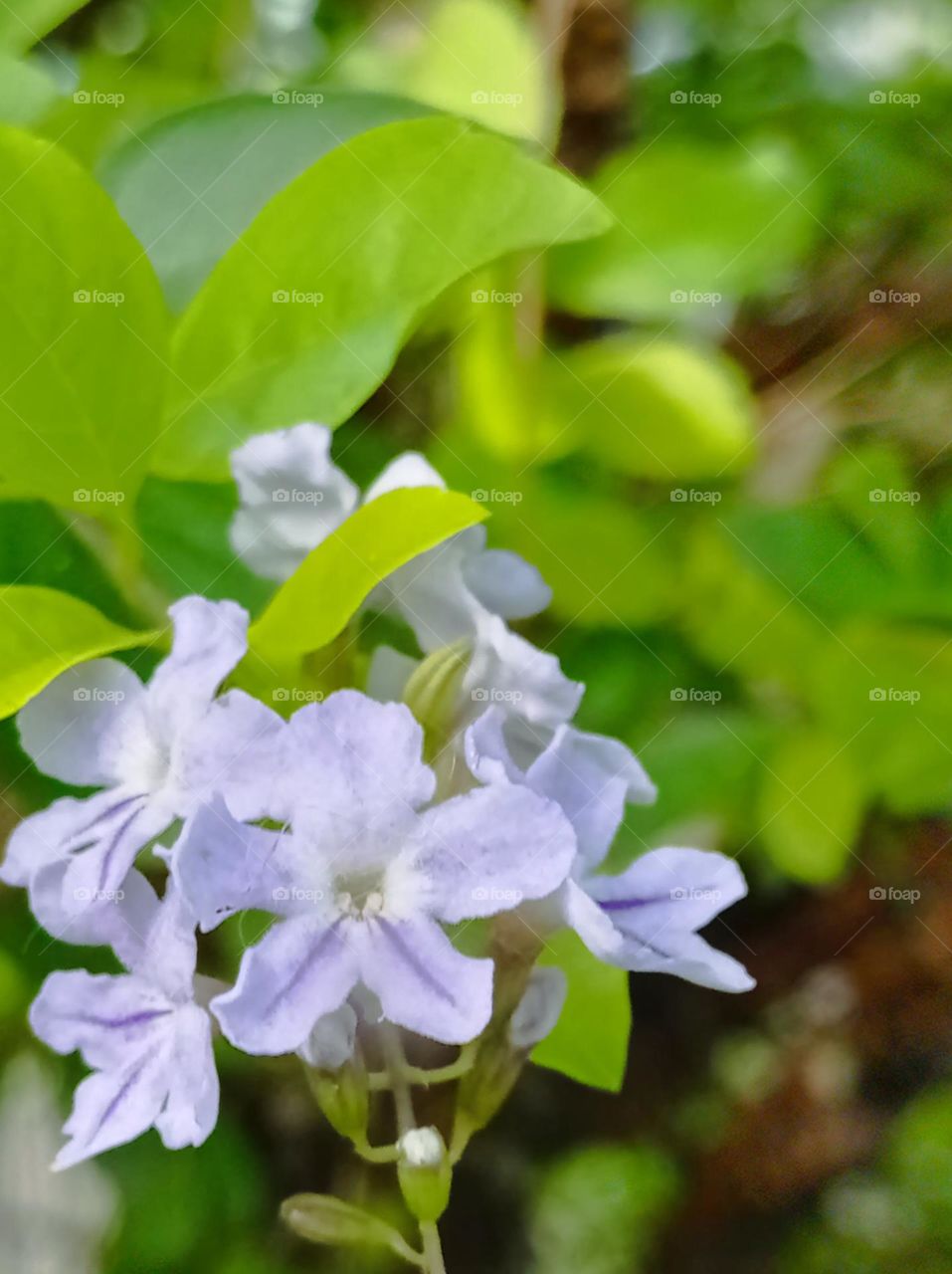 light blue flowers / Flores azul celeste