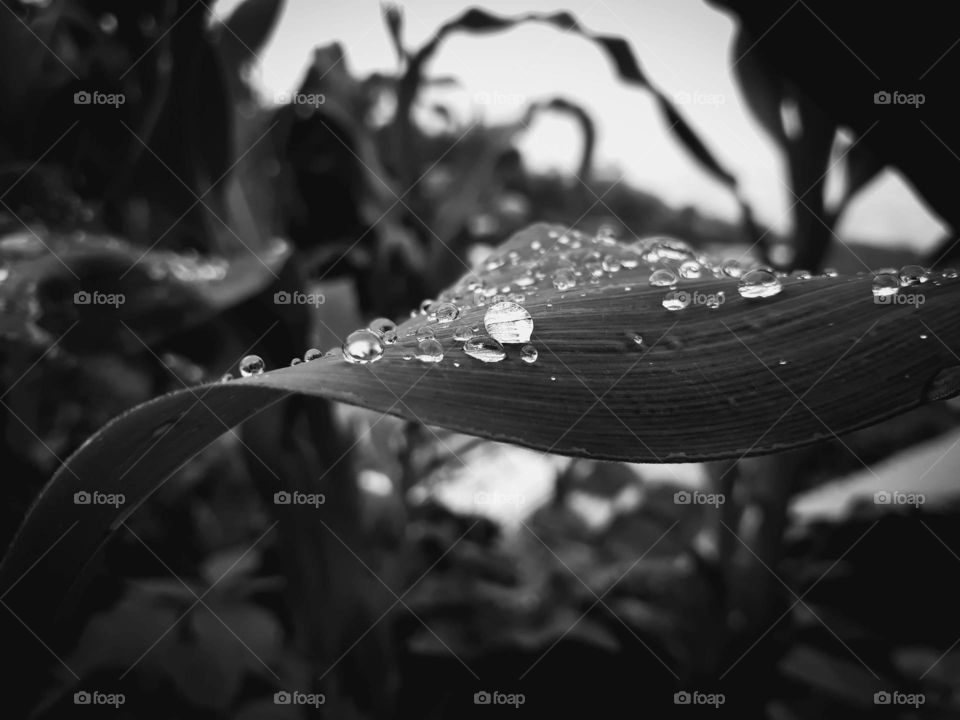 Beauty of nature captured in black and white, closeup shot of raindrops on a leaf.