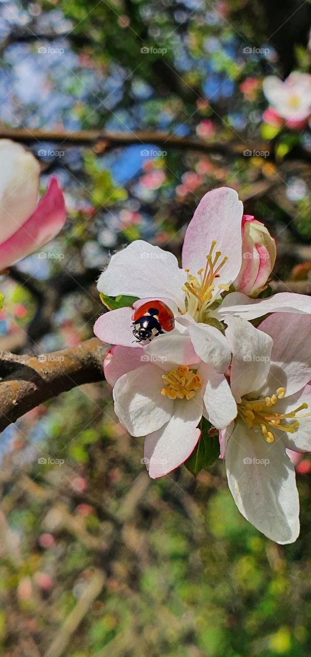 spring with ladybugs 🐞