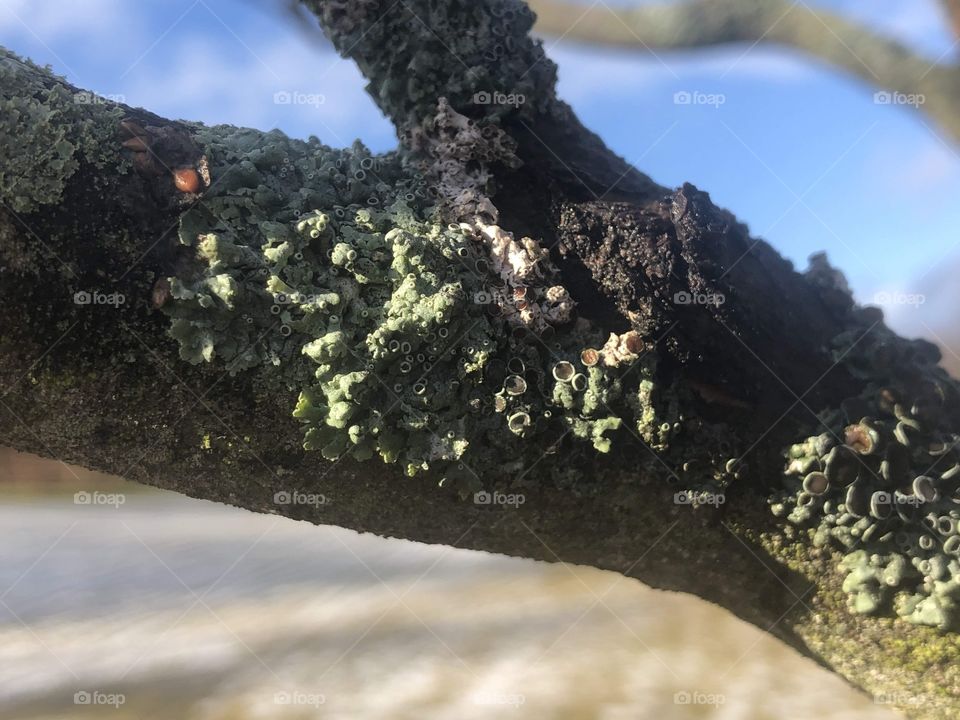 Some interesting looking moss on a tree
