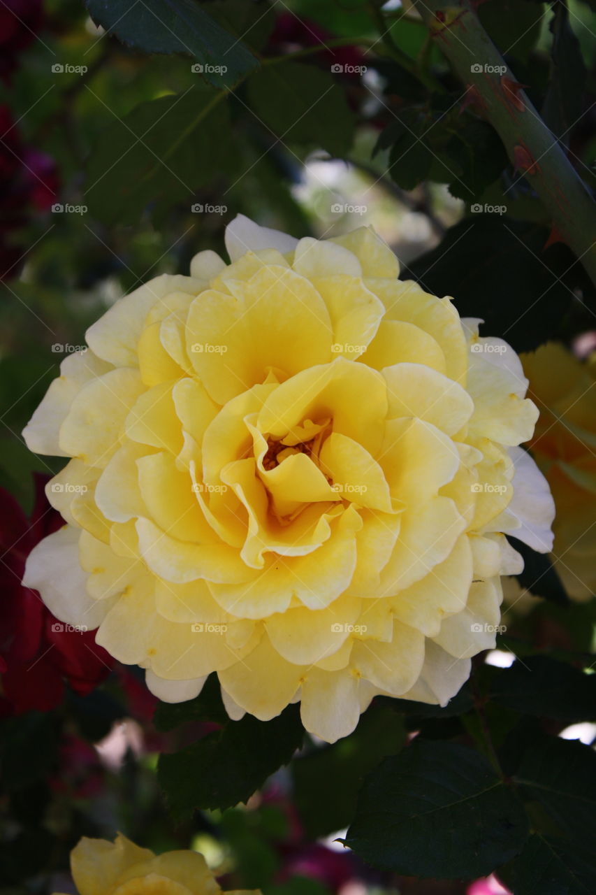 Blooming Yellow Rose With Creamy Yellow Petals 