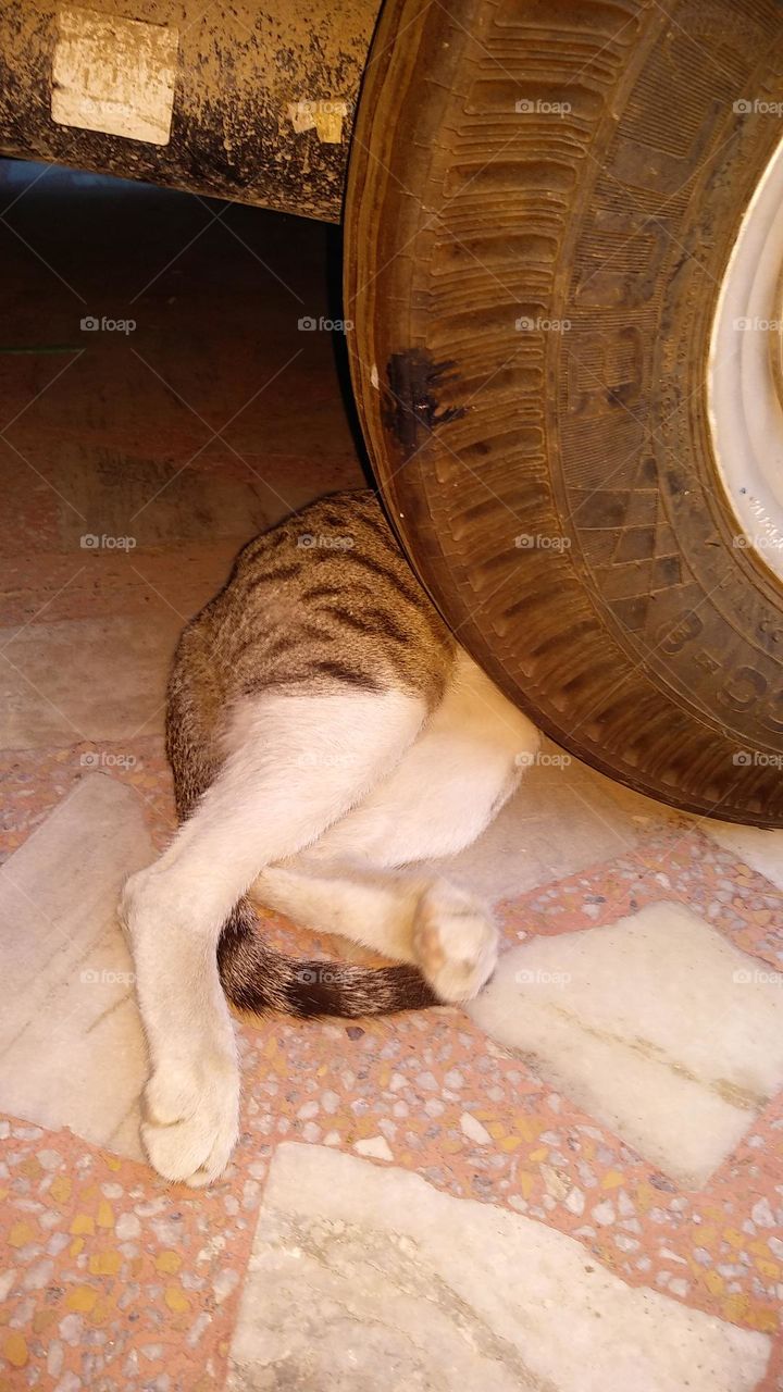 cat near to wheel