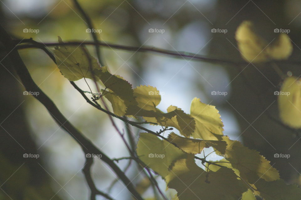 Autumn tree branch