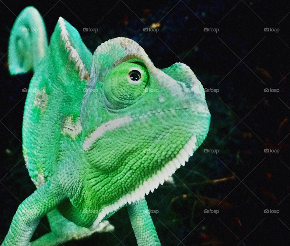 Chameleon photo op. Iphone photo of a chameleon 