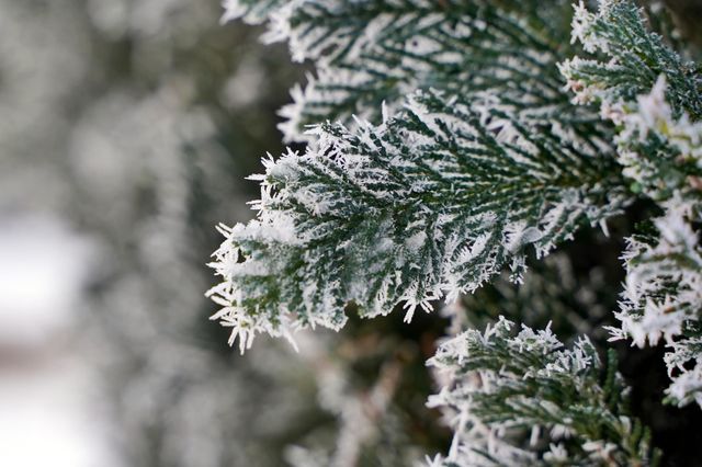 Thuja branch in frost